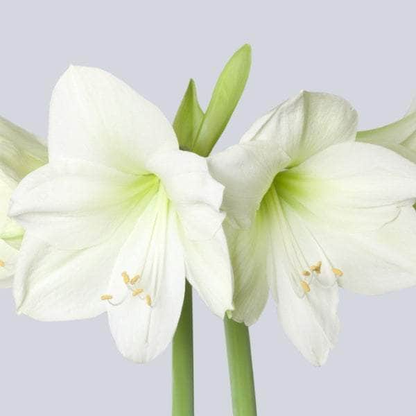 AcquaGarden Amaryllis 'White Christmas'