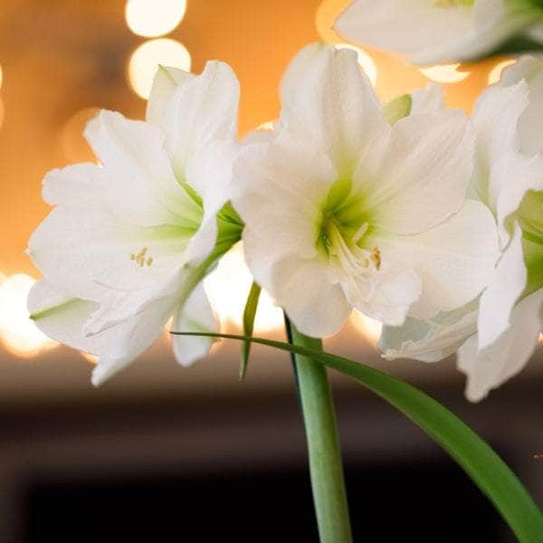 AcquaGarden Amaryllis 'White Christmas'