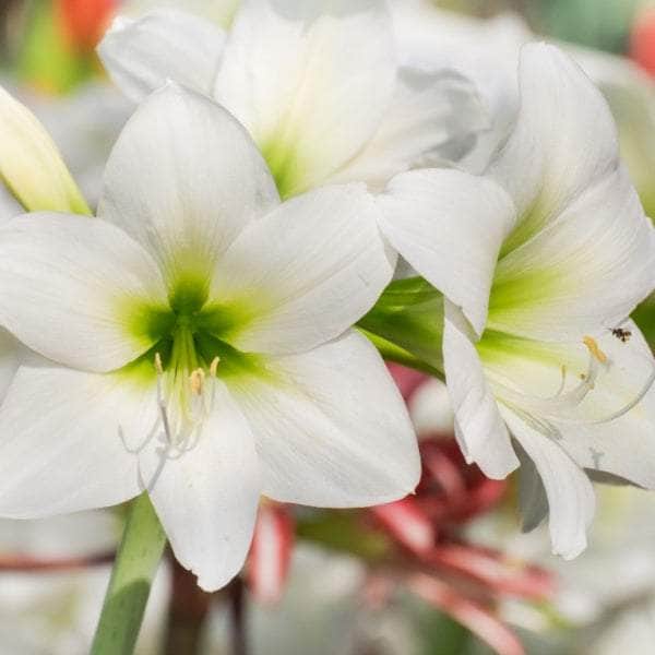 AcquaGarden Amaryllis 'White Christmas'