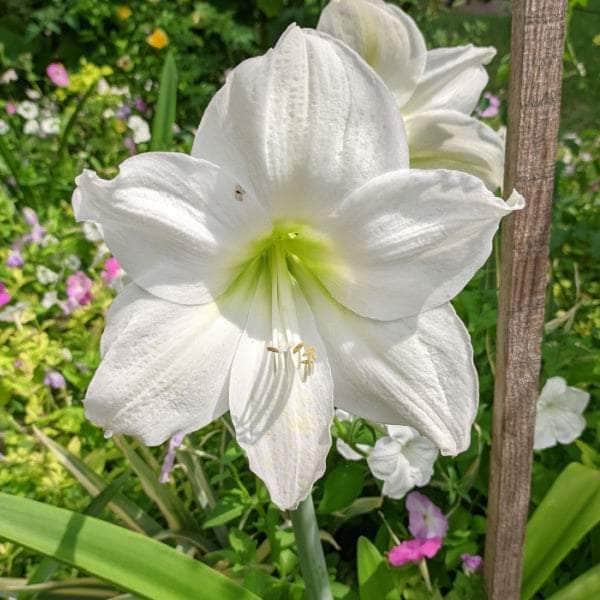 AcquaGarden Amaryllis 'White Christmas'