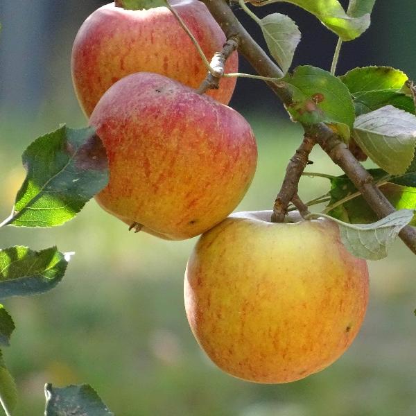 AcquaGarden Apple 'Cox's Orange Pippin' Tree