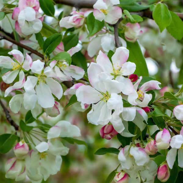 AcquaGarden Apple 'Sunset' Tree