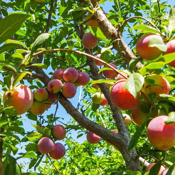 AcquaGarden Apple 'Sunset' Tree