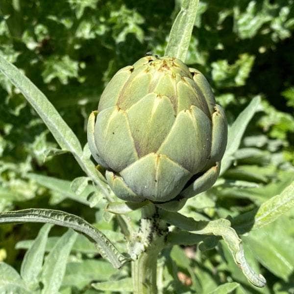 AcquaGarden Artichoke 'Green Globe'