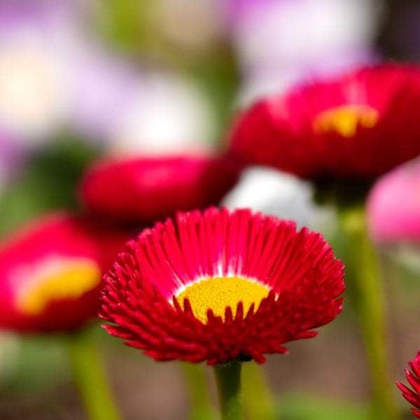 AcquaGarden Bellis Daisy 'Red'