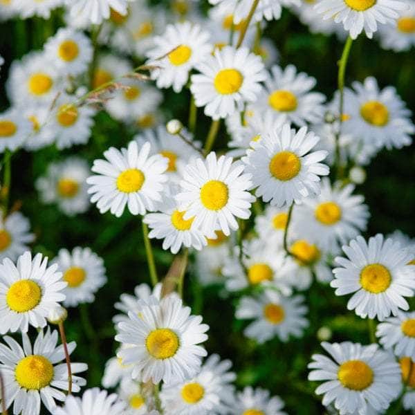 AcquaGarden Bellis Daisy 'White'