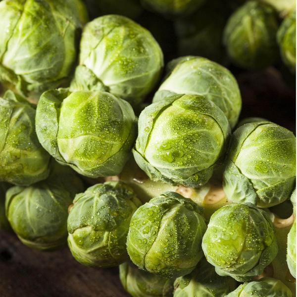 AcquaGarden Brussel Sprouts 'Brigitte'