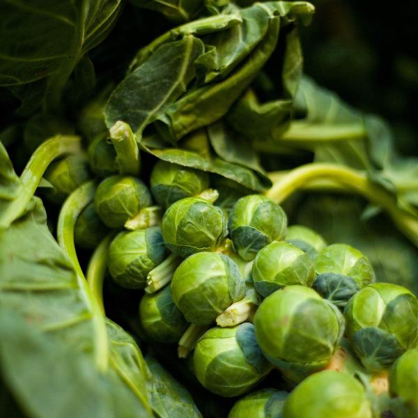 AcquaGarden Brussels Sprouts 'Trafalgar’