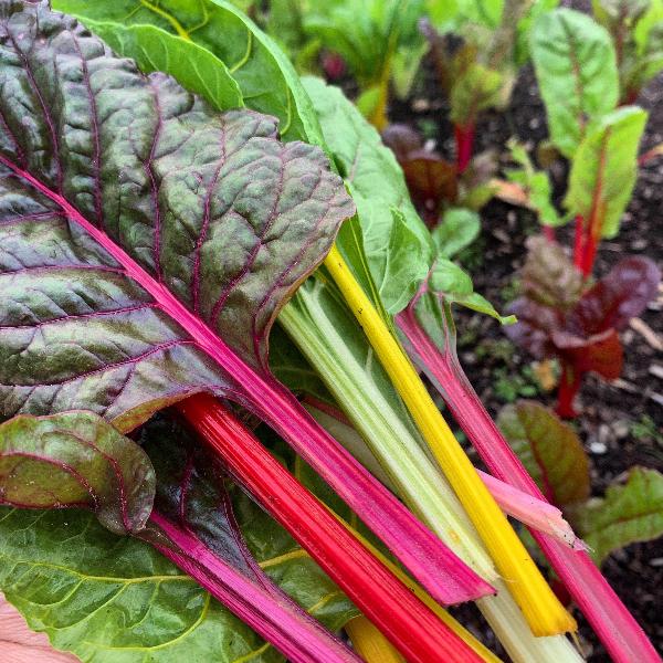 AcquaGarden Chard 'Rainbow'