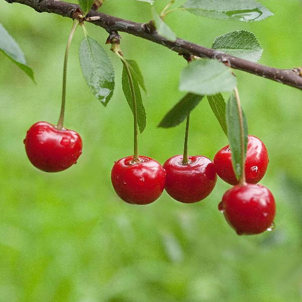 AcquaGarden Cherry 'Morello' Tree