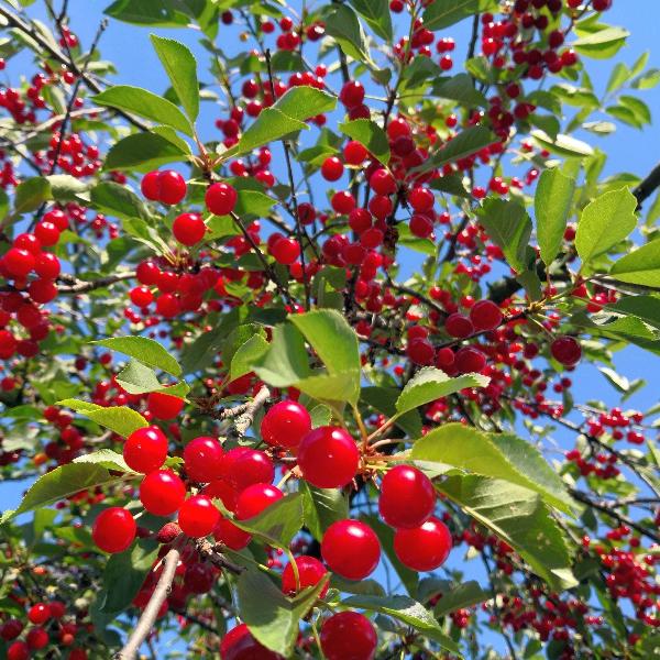 AcquaGarden Cherry 'Morello' Tree