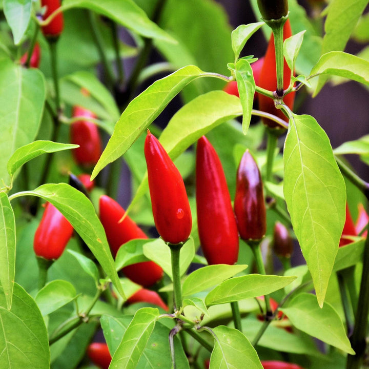AcquaGarden Chilli 'Birdseye'