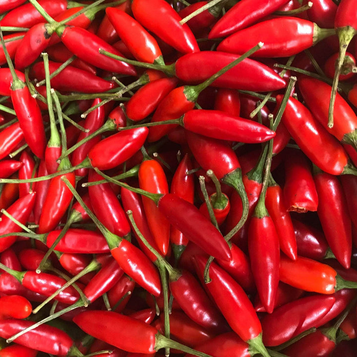 AcquaGarden Chilli 'Birdseye'