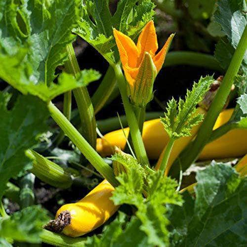 AcquaGarden Courgette 'Gold Rush'