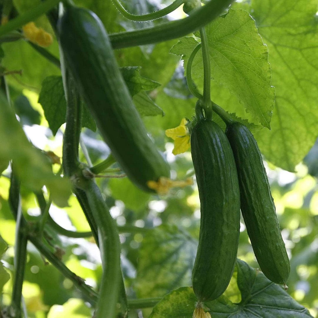 AcquaGarden Cucumber 'Femspot’