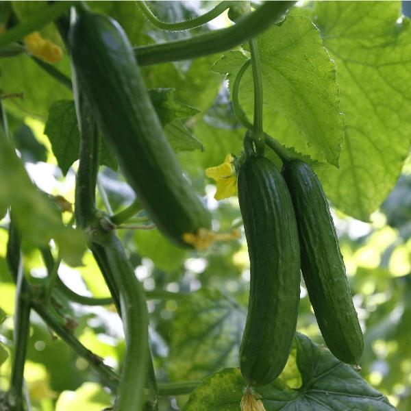 AcquaGarden Cucumber 'Ridge Burpless'