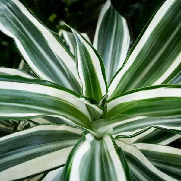 AcquaGarden Dracaena Deremensis 'Warneckii'