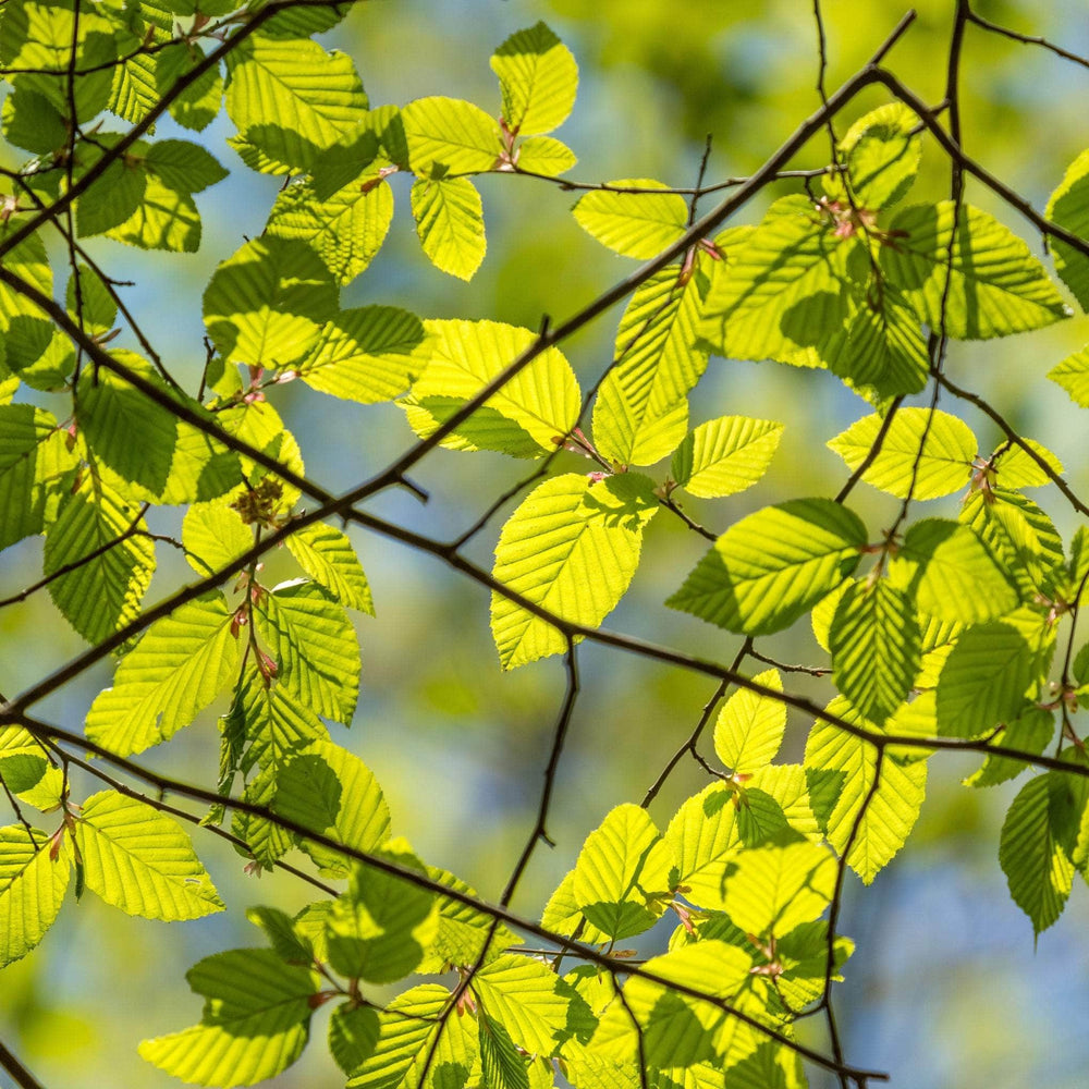 AcquaGarden Fagus Sylvatica Green Beech Tree