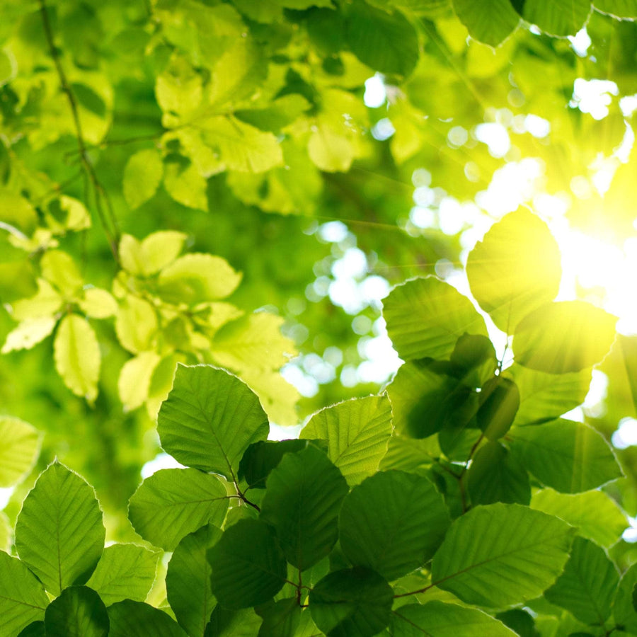 AcquaGarden Fagus Sylvatica Green Beech Tree