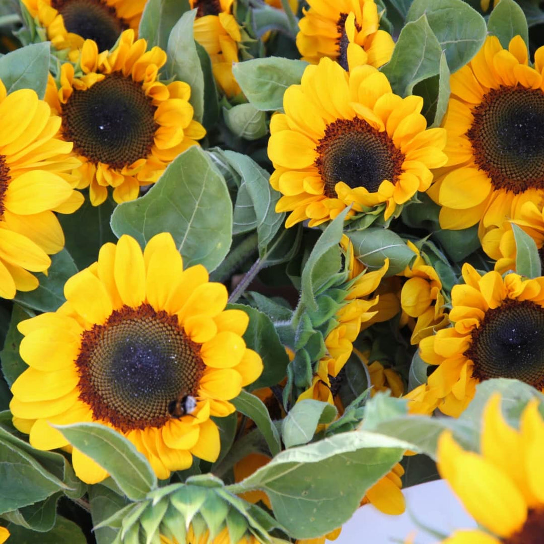 AcquaGarden Flowers Sunflower Plants