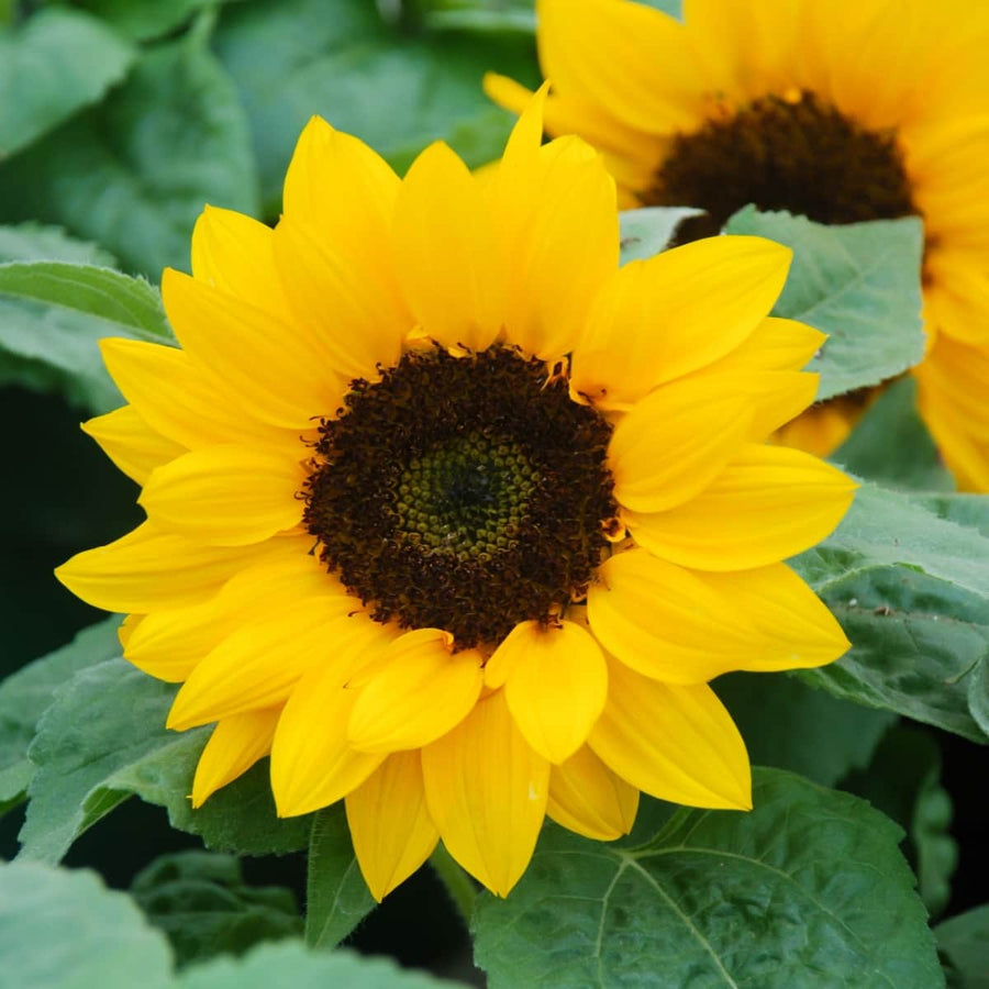 AcquaGarden Flowers Sunflower Plants