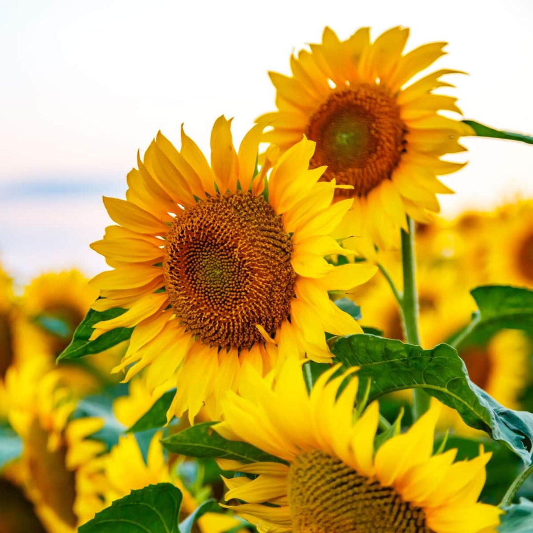 AcquaGarden Flowers Sunflower Plants