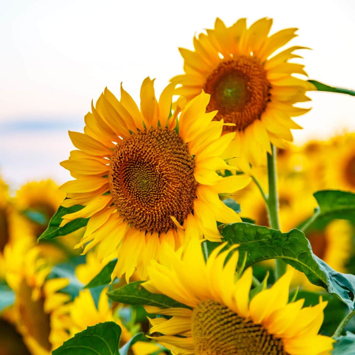AcquaGarden Flowers Sunflower Plants