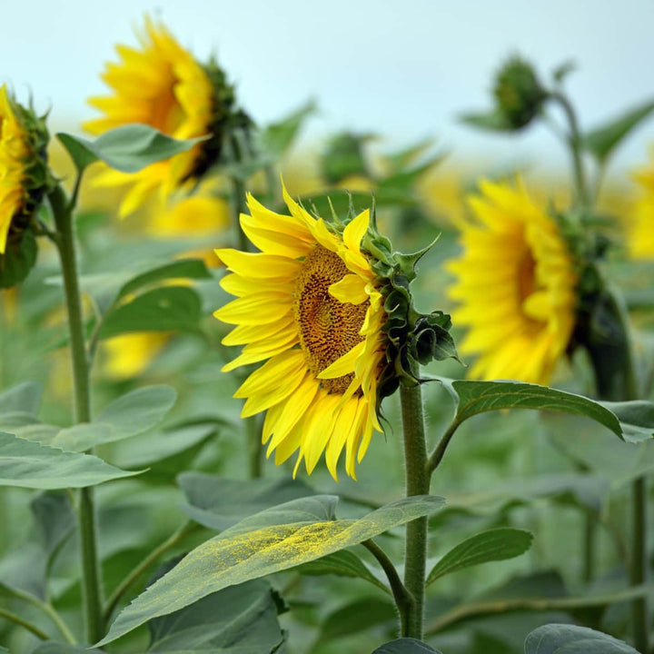 AcquaGarden Flowers Sunflower Plants