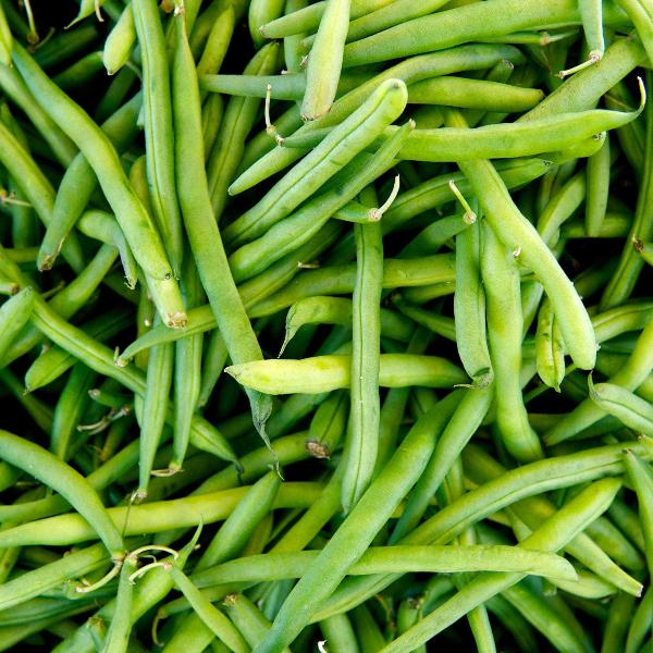 AcquaGarden French Bean 'Vibel'