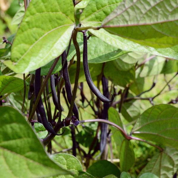 AcquaGarden French Beans 'Amethyst'