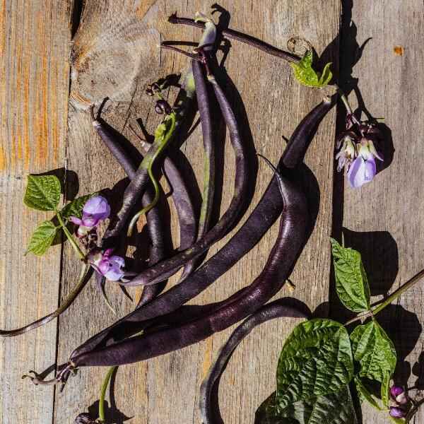 AcquaGarden French Beans 'Amethyst'