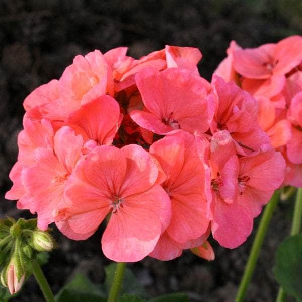 AcquaGarden Geranium 'Deep Salmon'
