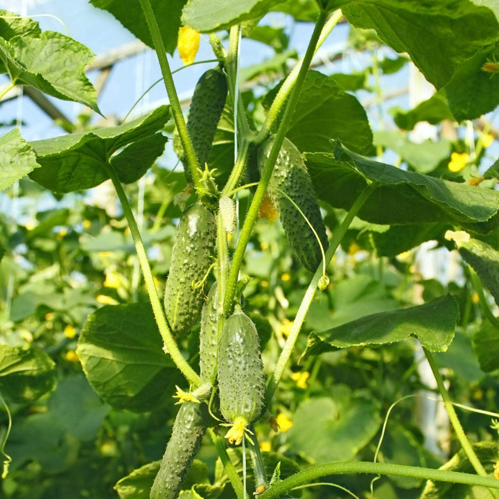 AcquaGarden Gherkin 'F1 Partner'