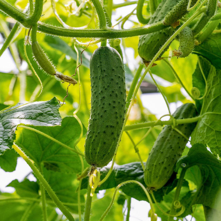 AcquaGarden Gherkin 'F1 Partner'