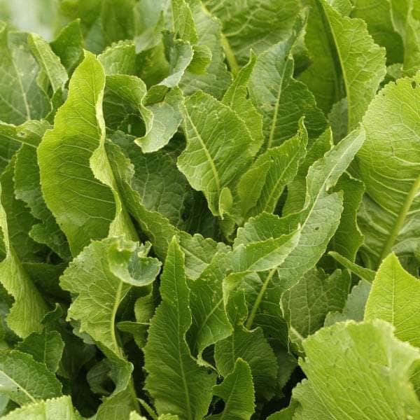 AcquaGarden Horseradish 'Charlemagne'