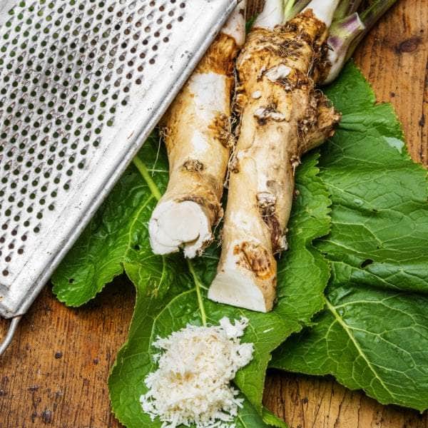 AcquaGarden Horseradish 'Charlemagne'