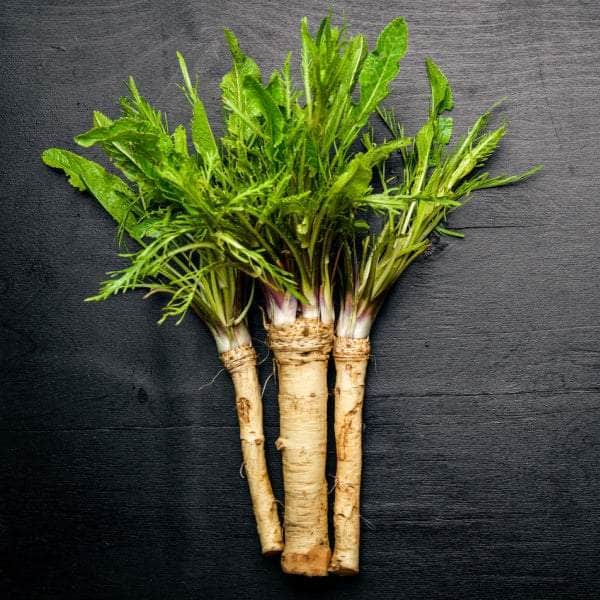 AcquaGarden Horseradish 'Charlemagne'