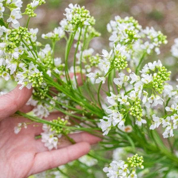AcquaGarden Horseradish 'Charlemagne'
