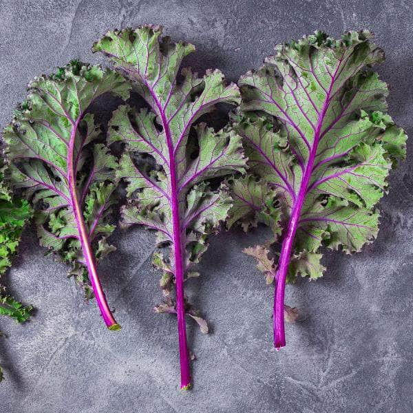 AcquaGarden Kale 'Red Russian'