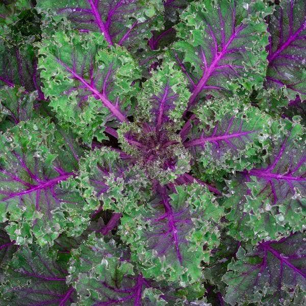 AcquaGarden Kale 'Red Russian'