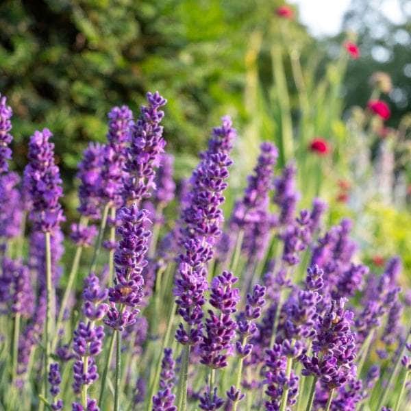 AcquaGarden Lavender 'Twickel Purple'