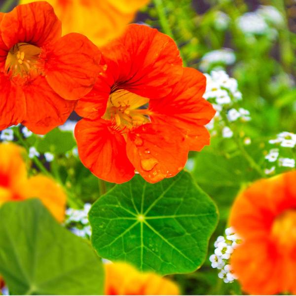 AcquaGarden Nasturtium 'Cottage Garden Mix'