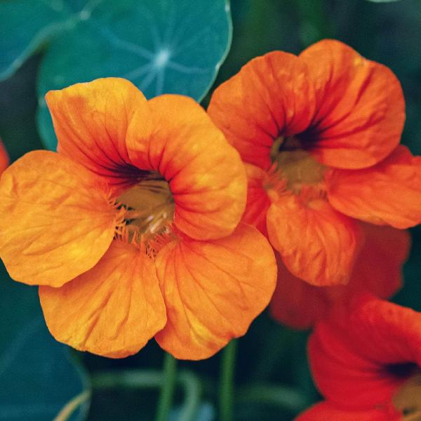 AcquaGarden Nasturtium 'Cottage Garden Mix'