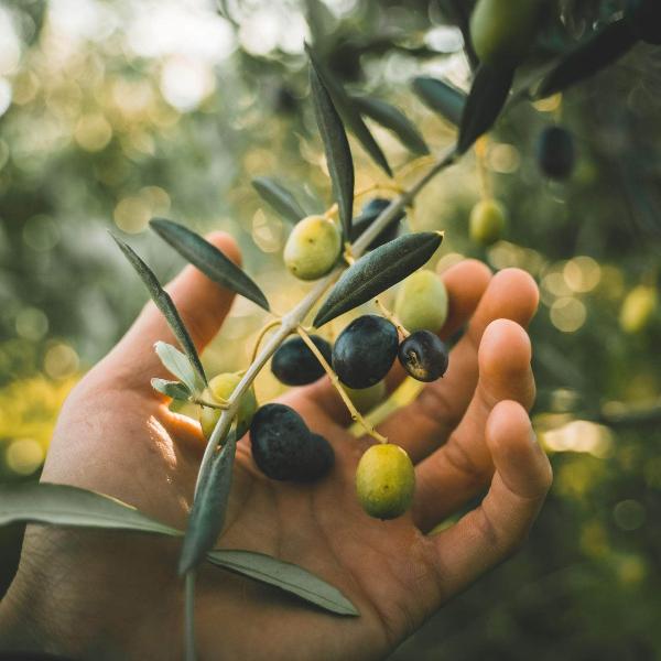 AcquaGarden Olive Tree