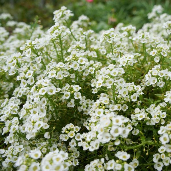 AcquaGarden Outdoor Plants Alyssum 'Wonderland White'