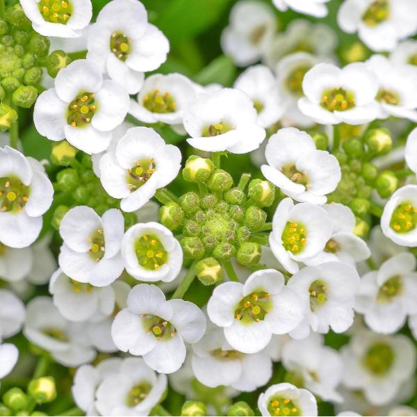 AcquaGarden Outdoor Plants Alyssum 'Wonderland White'