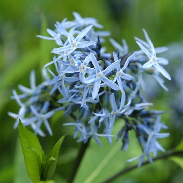 AcquaGarden Outdoor Plants Amsonia 'Blue Ice'