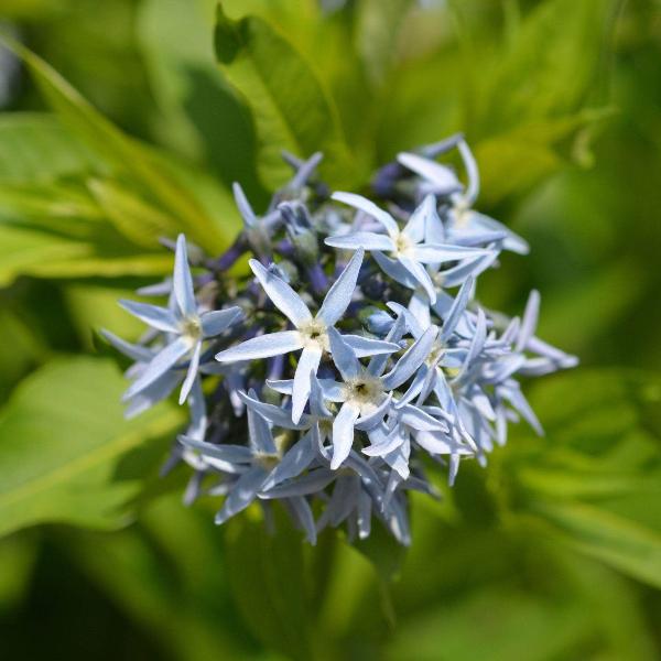 AcquaGarden Outdoor Plants Amsonia 'Blue Ice'