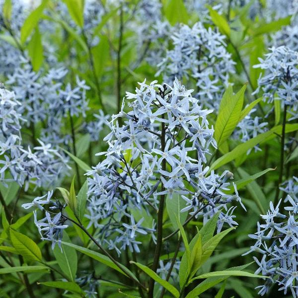 AcquaGarden Outdoor Plants Amsonia 'Blue Ice'