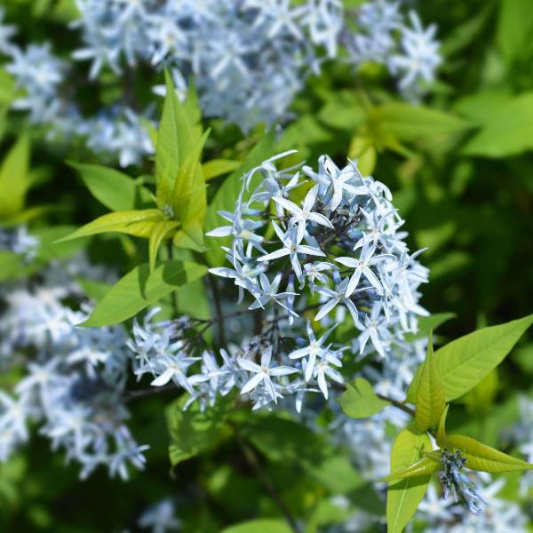 AcquaGarden Outdoor Plants Amsonia 'Blue Ice'